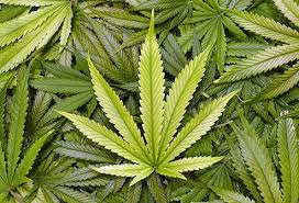 images?q=tbn:ANd9GcSy0ecyjHLZero MWQEn5g2Sd4TZ0XjHSLREA&usqp=CAU