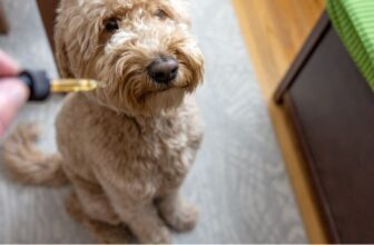 Dog sitting, looking at dropper in pain