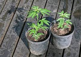 True Sustainability in Cannabis Packaging Is Still Out of Reach