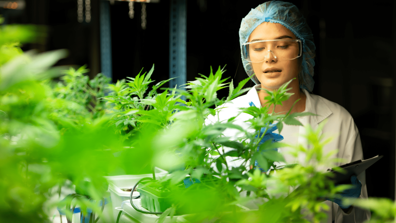 Key Steps to Launch a Successful Cannabis Business
