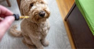 Dog sitting, looking at dropper in pain