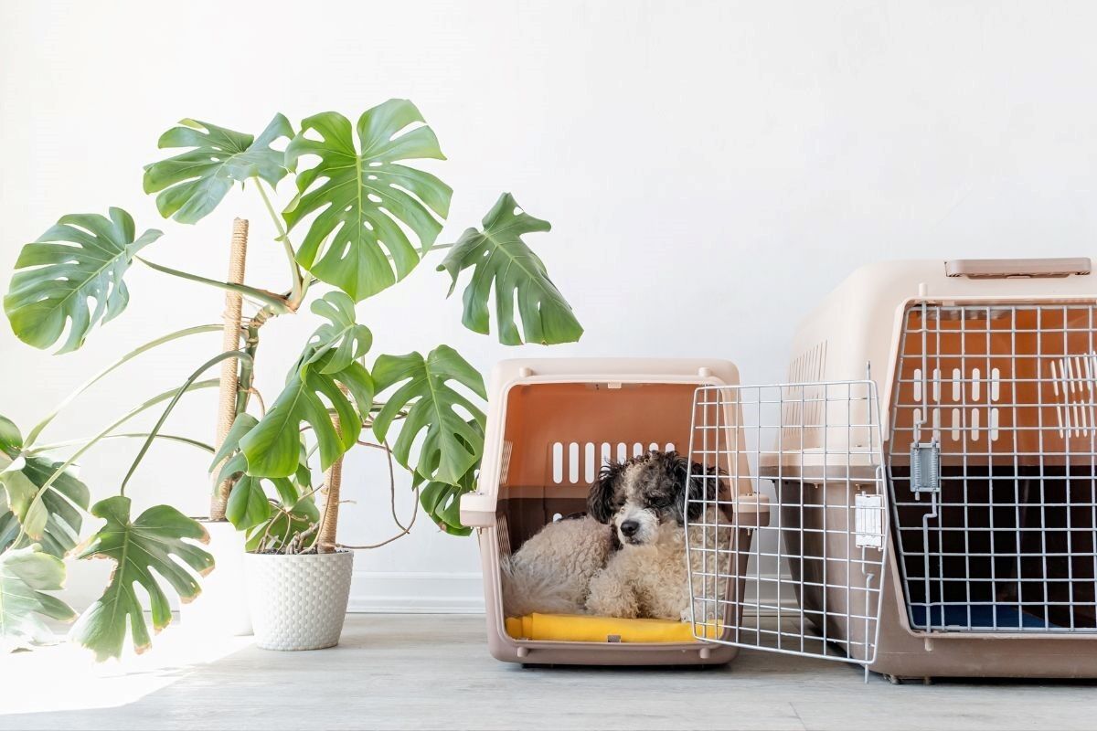 cannabis and pets