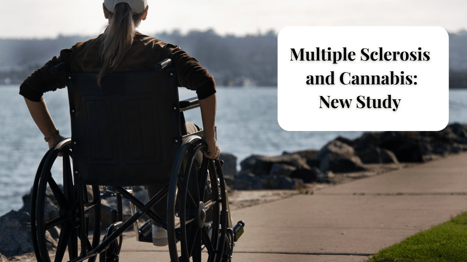 Multiple Sclerosis and cannabis