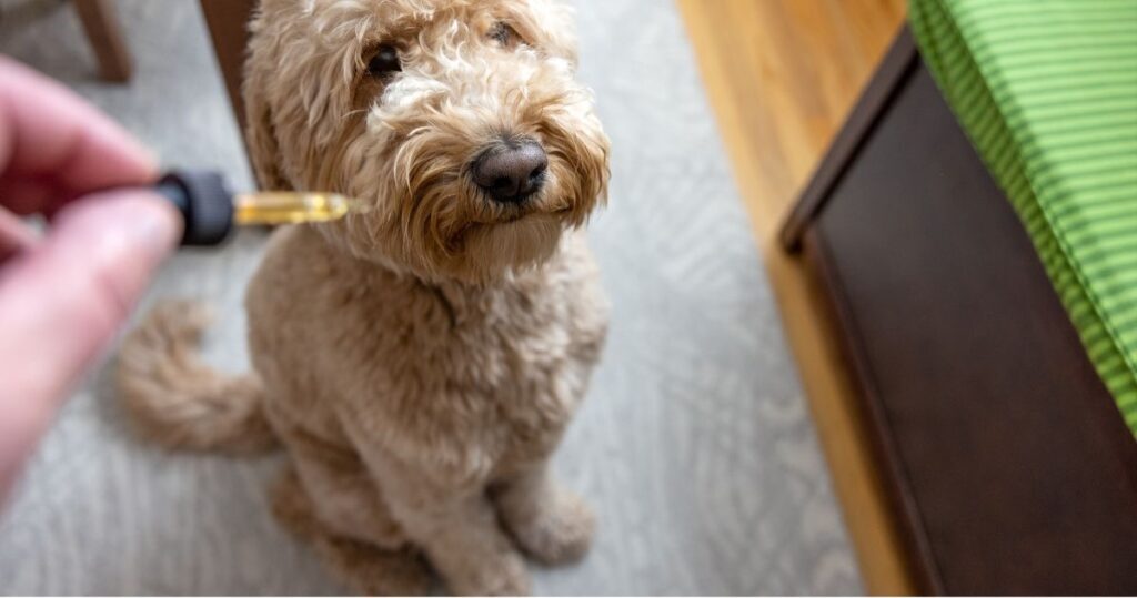 Dog sitting, looking at dropper in pain