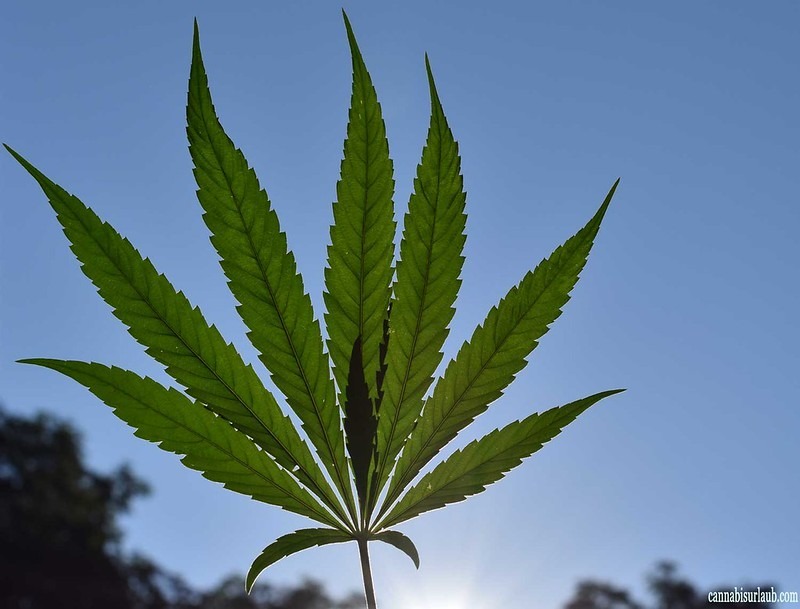 Different Ways To Take CBD Hemp Oil In Your Supplement Regimen