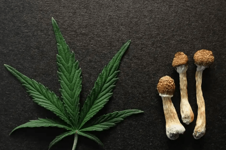 Integrative Approaches: Combining Cannabis with Other Holistic Therapies