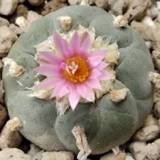 peyote