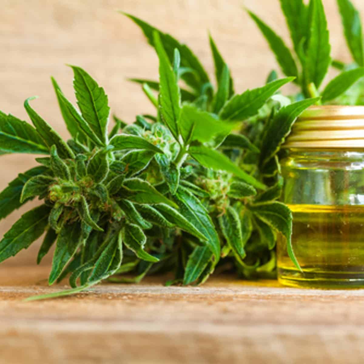 The Ultimate Guide for Seniors Using CBD for the First Time