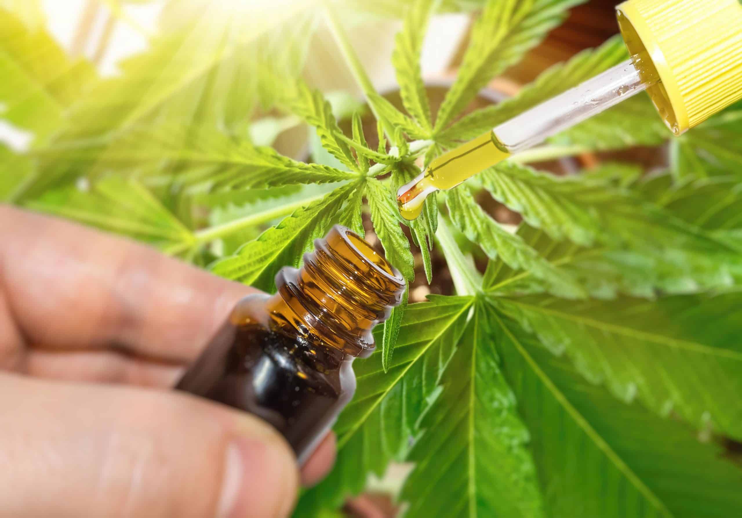 What Are Different Ways To Care For Your Cannabis Seedling