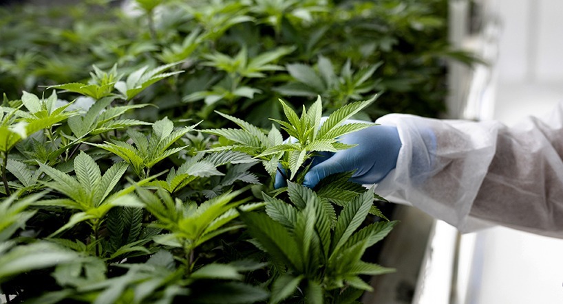 5 Incredible Ways Cannabis Helps To Rebuild Immunity