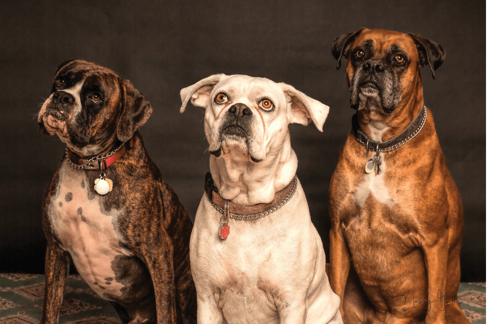 THE NEW TREATMENT OPTIONS FOR CANINE ANXIETY