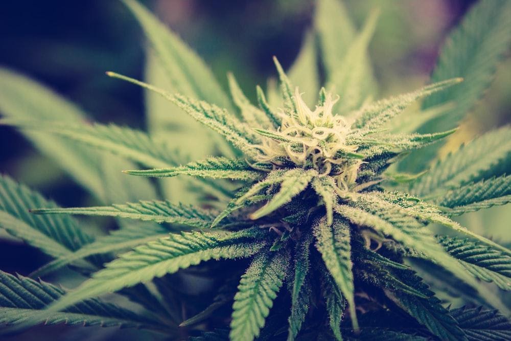 What Are Different Ways To Care For Your Cannabis Seedling