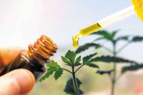 Hand holding bottle of Cannabis oil against Marijuana plant, CBD oil pipette
