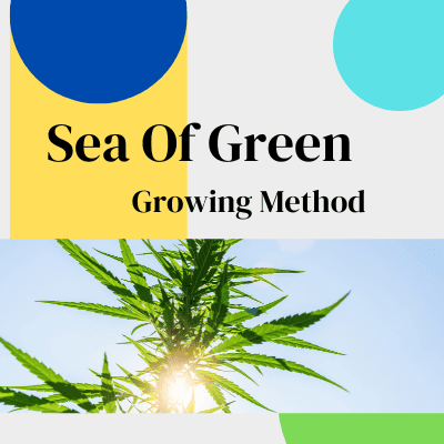 SOG Growing Method