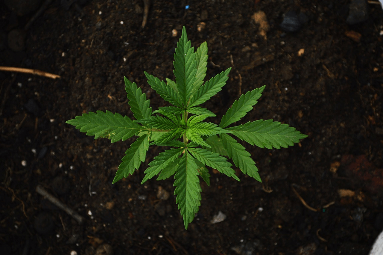 5 Cannabis Infused Treats to Try This Valentine with Your Partner 