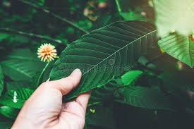 kratom leaves